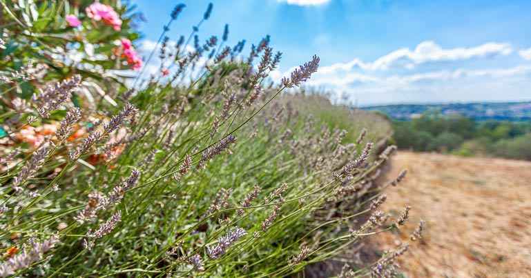 Vivre à Manosque dans les Alpes de Haute-Provence